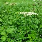 Heracleum sphondyliumFlower