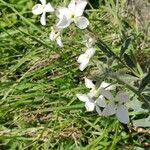 BrassicaceaeFlower