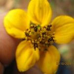 Sclerocarpus divaricatus Flor