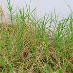 Cynodon dactylon Habit