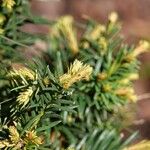 Taxus cuspidata Natur