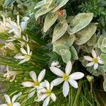 Ornithogalum gussonei Цвят