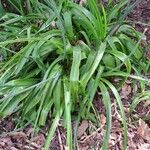 Albuca bracteata List