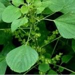 Acalypha indica Leaf