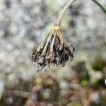 Allium sikkimense Ovoce