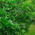 Citrus trifoliata Habitus