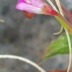 Epilobium collinum Квітка