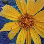 Tithonia diversifolia Fiore