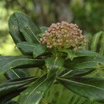 Hydrangea arguta