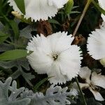 Dianthus barbatus花