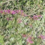 Erica abietina Flower