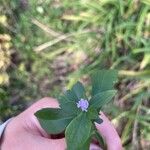 Symphyotrichum laeve फूल