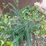 Verbena rigida Fuelha