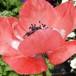 Anemone coronaria Λουλούδι