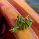 Salvinia natans Leaf