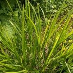 Carex grayi आदत