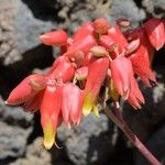 Kalanchoe gastonis-bonnieri Λουλούδι