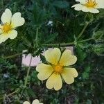 Potentilla rectaFlower