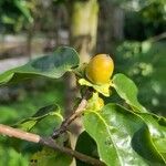 Diospyros lotus Fruit