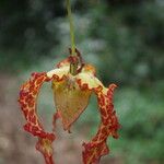 Monodora myristica Flower