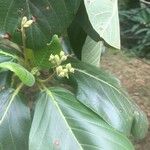 Guettarda speciosa Blüte