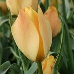 Tulipa linifolia 花