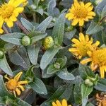 Sanvitalia procumbens Likasa