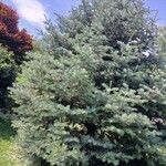 Abies concolor Облик