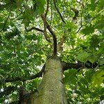 Quercus velutina Habit