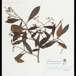 Clusia octandra Yaprak