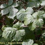 Rubus ulmifoliusअन्य