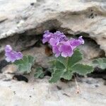 Primula marginata आदत