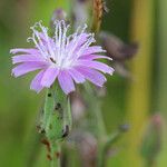 Lactuca graminifolia Flor