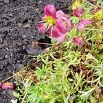 Saxifraga hypnoides Flor