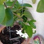 Stephanotis floribunda 花