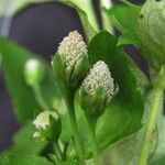 Acmella radicans Flower
