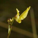 Utricularia minor Gyümölcs