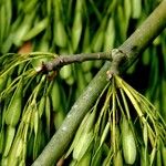 Fraxinus excelsior 樹皮
