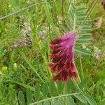 Vicia benghalensis Folha