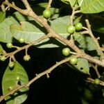 Naucleopsis capirensis Fruto