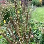 Veronicastrum virginicum Hedelmä