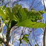 Ficus carica Plod