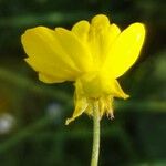 Ranunculus velutinus Flower