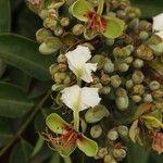 Afzelia bipindensis Flor