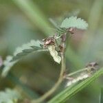 Aeschynomene villosa Fruit