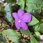 Brunfelsia uniflora Квітка