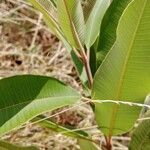 Ozoroa insignis Leaf