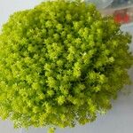 Sedum japonicum Lapas