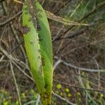 Salix laevigata Лист