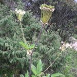 Pleurospermum angelicoides